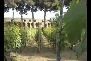 E il Vesuvio ferm&ograve; anche il vino. L'eruzione pi&ugrave; famosa della storia, i calchi delle viti di duemila anni fa, un progetto concreto di paleoviticoltura